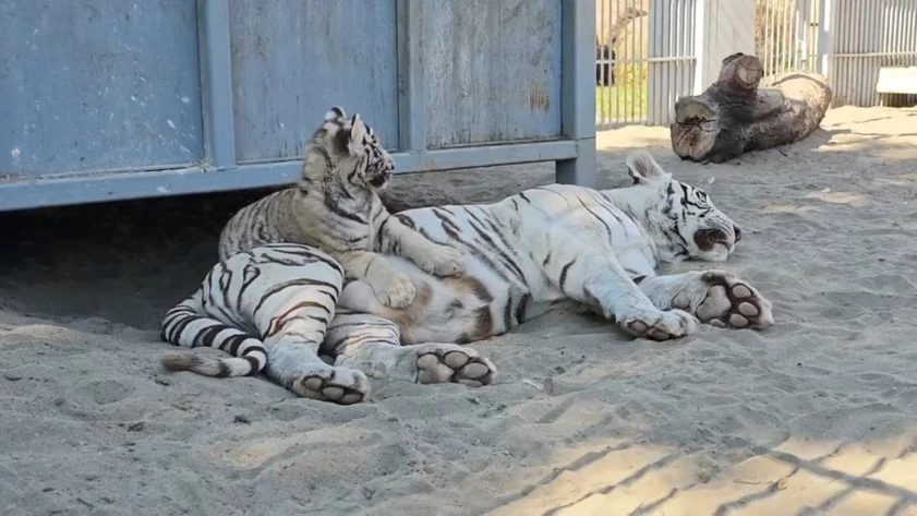 Белые тигрята разбудили маму в жаркий день в барнаульском зоопарке