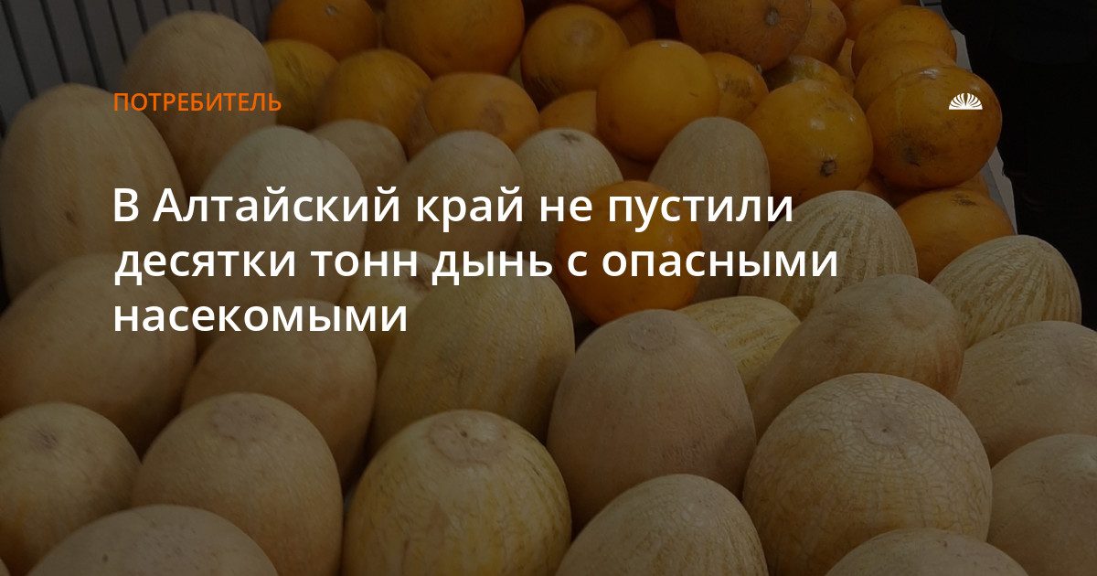 В край остановили партию дынь из Казахстана с опасным вредителем