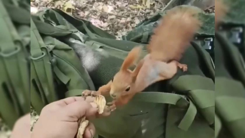 Белка Жанна стала постоянной гостьей разведчиков из Алтайского края в зоне СВО