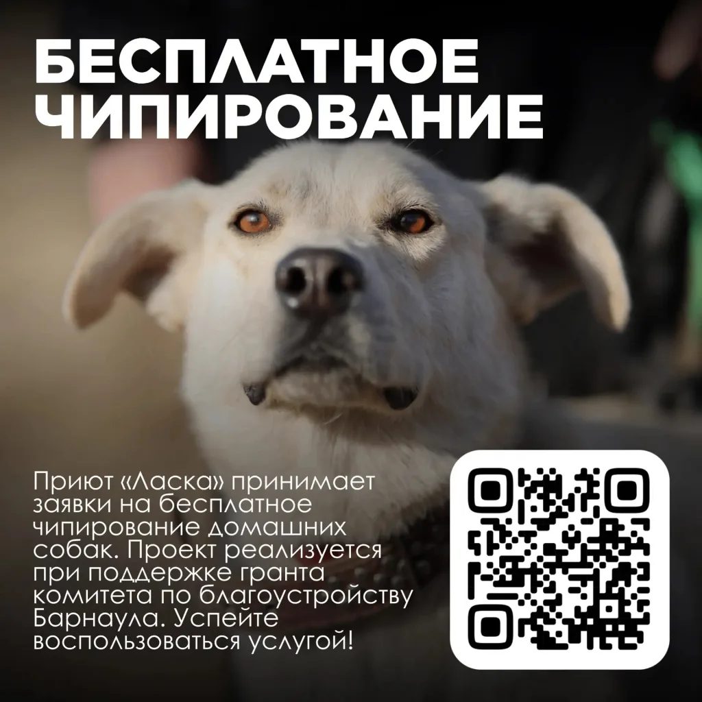 Приют «Ласка» проведёт выездное чипирование собак и кошек 24 и 25 октября в Барнауле