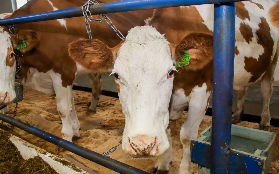 Молочные кооперативы края столкнулись с дефицитом топлива